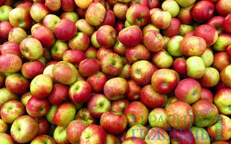Украинские яблоки гниют в садах, а в супермаркетах предлагаются яблоки из других стран