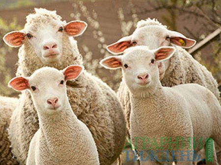 Держспоживслужба обстежить овець, повернутих турецькою стороною