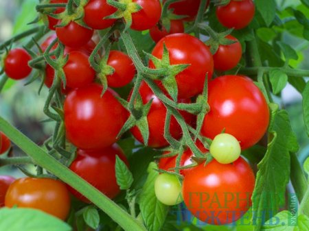 В Україні експортери призупинили поставки томатів