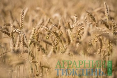 Станом на 1 листопада 2018 року аграріями зібрано майже 59 млн тонн зерна