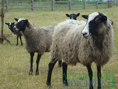 Отримано результати досліджень українських овець, повернутих Туреччиною