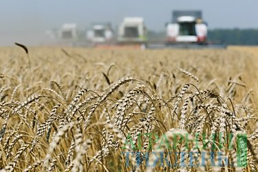 Аграріями зібрано близько 63 млн тонн зерна нового врожаю та посіяно 7,1 млн га озимих