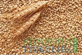 На зберігання зерна у ДПЗКУ прийняли 1,52 млн тонн зерна