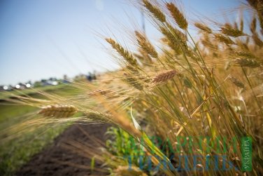 Аграрії України намолотили 68,5 млн тонн нового зерна