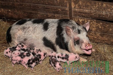 В Україні відновлять зниклу через АЧС миргородську породу свиней