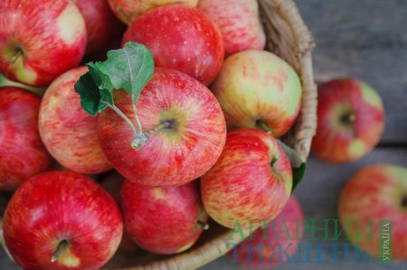 У яблок из украинских садов есть все шансы на хорошую цену при условии их экспорта