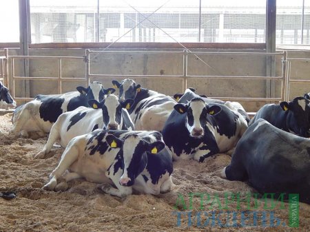 Контроль обміну речовин у корів