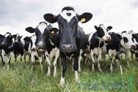 Україна здатна бути лідируючим виробником молочної продукції