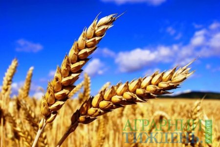 В Україні скорочується обсяг посівів пшениці