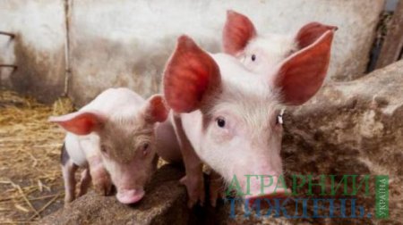 У ЄС поголів'я свиней зростає, а рентабельність свинарства падає