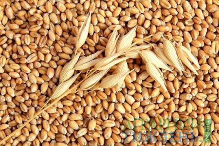 Почти вдвое сокращены поставки украинской пшеницы в Бангладеш
