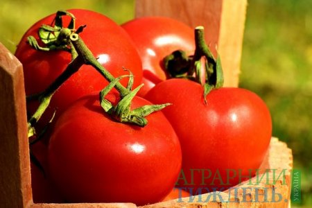 Обмежена пропозиція томатів на українському ринку зумовлює зростання цін