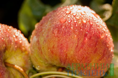 Україна вперше експортувала яблука в п'ять країн Близького Сходу за один місяць