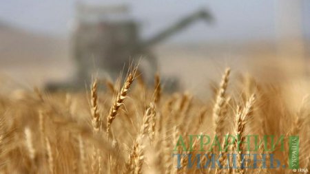 На українському ринку зерна спостерігається хитка ситуація