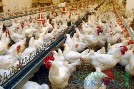 Збільшення експорту м’яса птиці зменшує його пропозицію на українському ринку