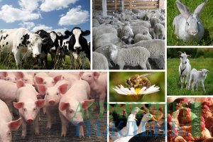 Обсяги виробництва продукції тваринництва у 2018 році залишаться на рівні минулого року