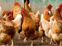 Китай зняв заборону на імпорт української птиці
