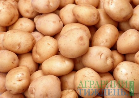 Рост цен на картофель в Украине обусловлен повышением на него спроса