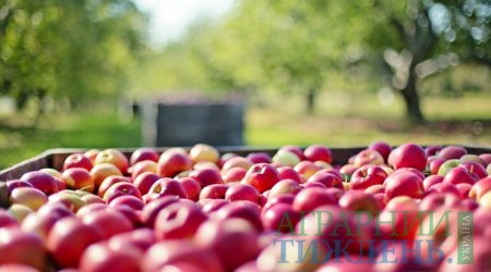 Українські виробники яблука роблять акцент на експорт до країн Близького Сходу та Південно-Східної Азії
