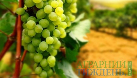Якість виноробної продукції в Україні може суттєво погіршитися