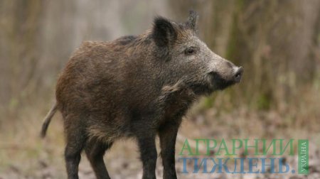 В Україні серед дикої фауни зафіксовано перший випадок АЧС