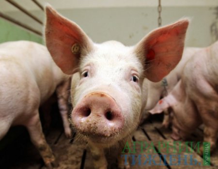 Через АЧС в Україні знищили майже 32 тис. голів свиней