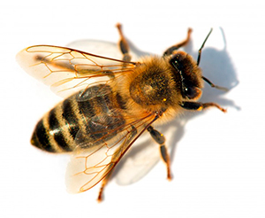 Магнитокомпасная реакция пчел