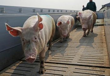 В Україну завозять польських свиней для забою?