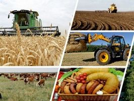 Агропроизводство в Украине за 2018 год выросло на 7,8%