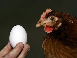 Курятина и яйца из Украины поедут в Сингапур