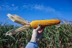 Украина увеличила экспорт кукурузы на 75%