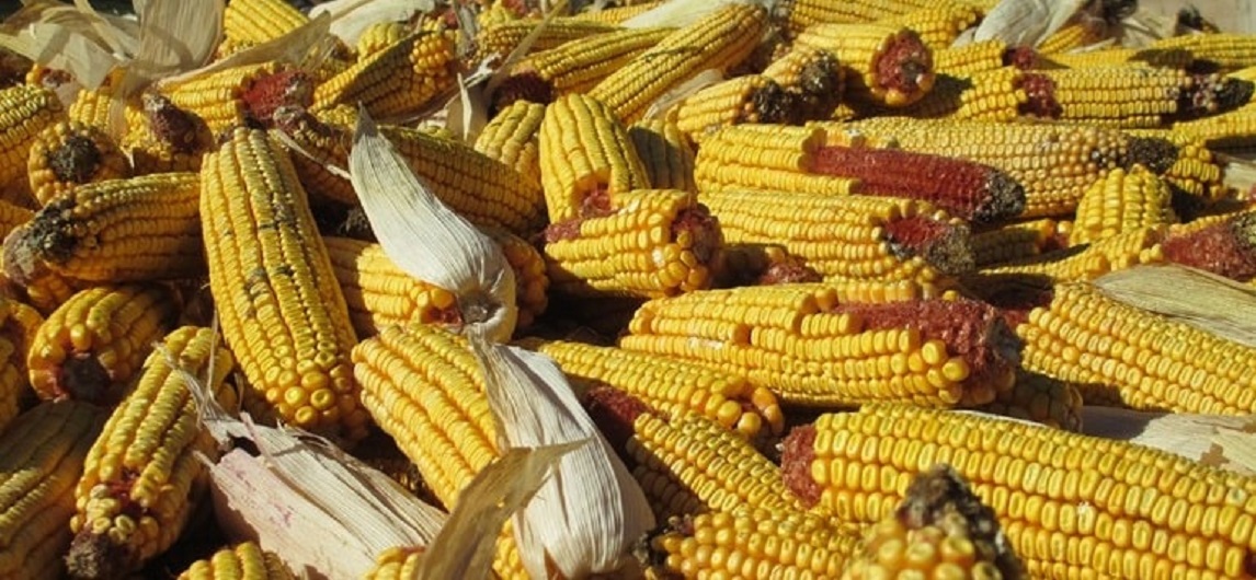 Індія може дозволити імпорт кукурудзи через скорочення внутрішнього виробництва зернової