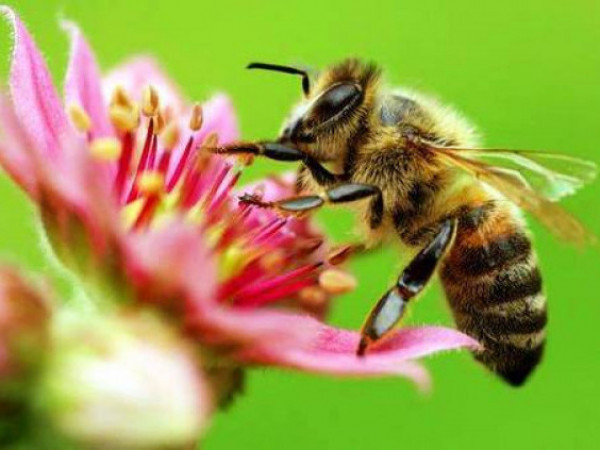 Отруєння бджіл - неприпустимі явища, попередження яких є спільним завданням влади, бджолярів та сільгоспвиробників