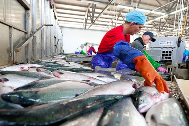 За порушення законодавства в сфері безпечності харчових продуктів рибопереробне підприємство притягнуто до відповідальності