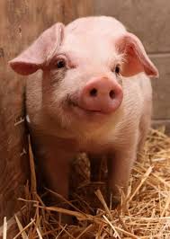 У Британії працівників судили за жорстоке поводження зі свиньми