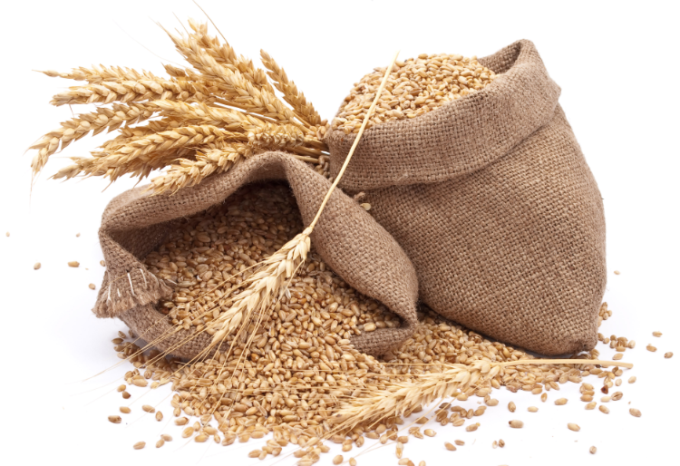 Аргентина: посилюється боротьба за пшеницю всередині країни і на зовнішніх ринках