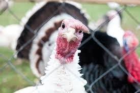 США ожидают снижение производства мяса птицы