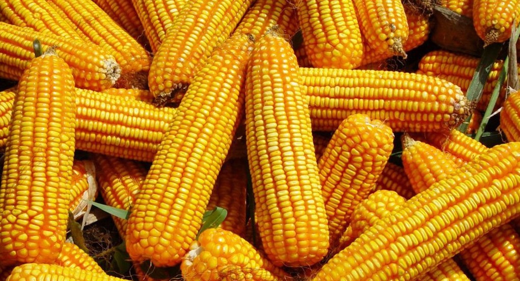 В Аргентині розпочалося прибирання кукурудзи