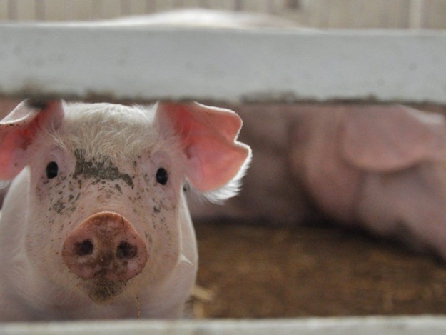 АЧС: експерти прогнозують дефіцит свинини на рівні 12 млн тонн