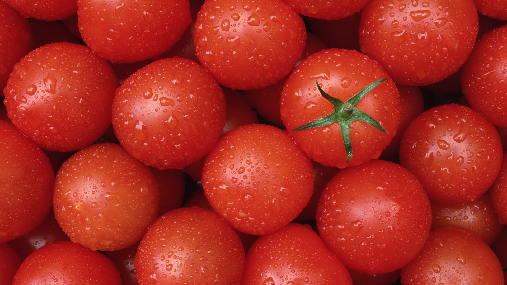 На Хмельниччині у вантажі з турецькими томатами виявили південноамериканську томатну міль