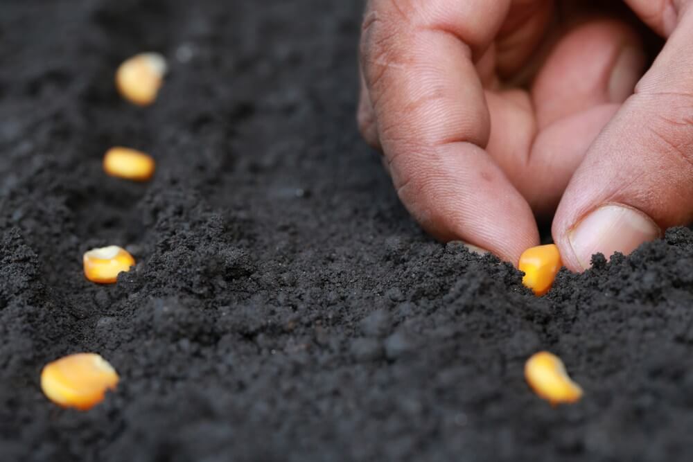 Посівна-2019: Розпочато сівбу кукурудзи на зерно