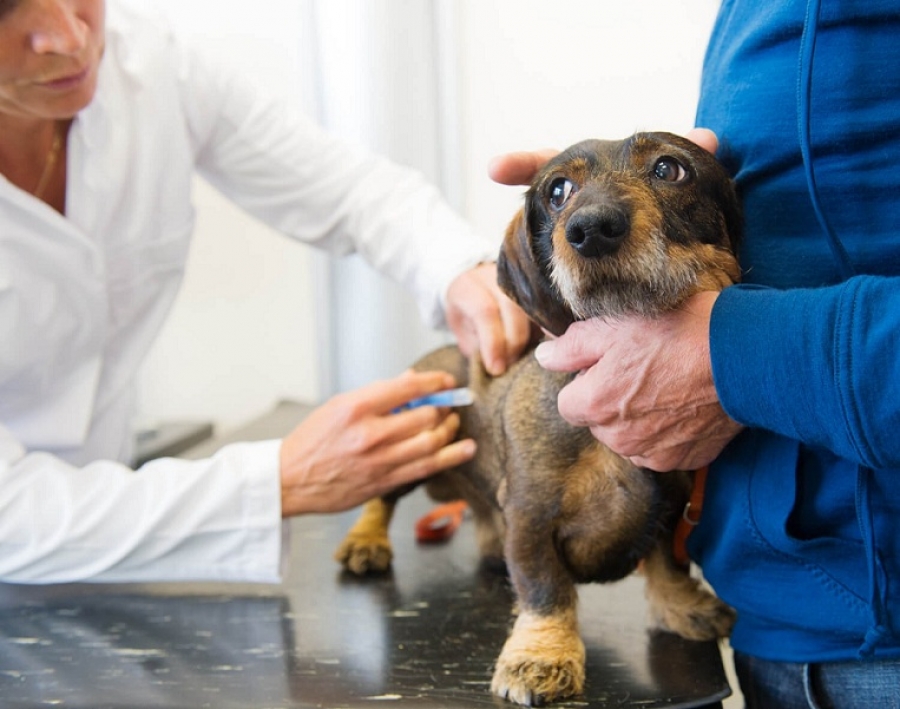На Полтавщині ветеринари проведуть профілактичні щеплення собак та котів проти сказу