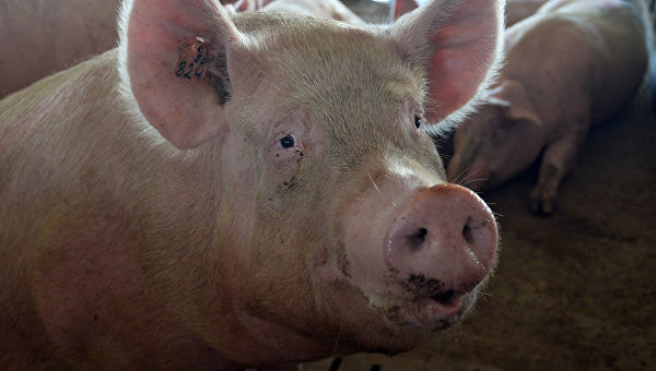 АЧС може знищити 200 млн свиней у Китаї. Пекін розмірковує про імпорт свинини зі США