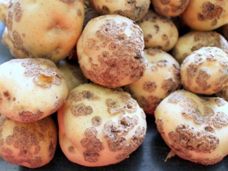 Недопущено проникнення на територію України небезпечного захворювання - раку картоплі
