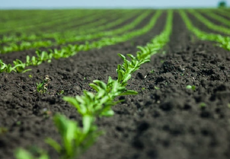 Посівна-2019: В Україні посіяно 76% ярих зернових культур