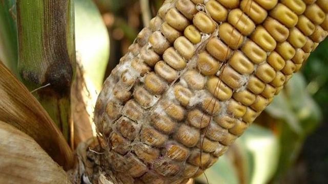 На український ринок не допущено 41.5 тонн зараженої кукурудзи