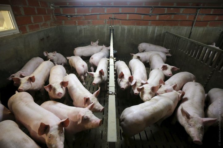 В Україні є нелегальний ринок м'яса, інфікованого АЧС