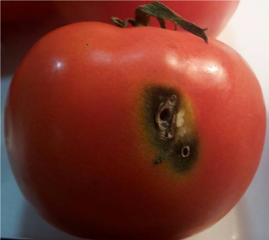На Черкащині у вантажі з турецькими томатами виявили південноамериканську томатну міль