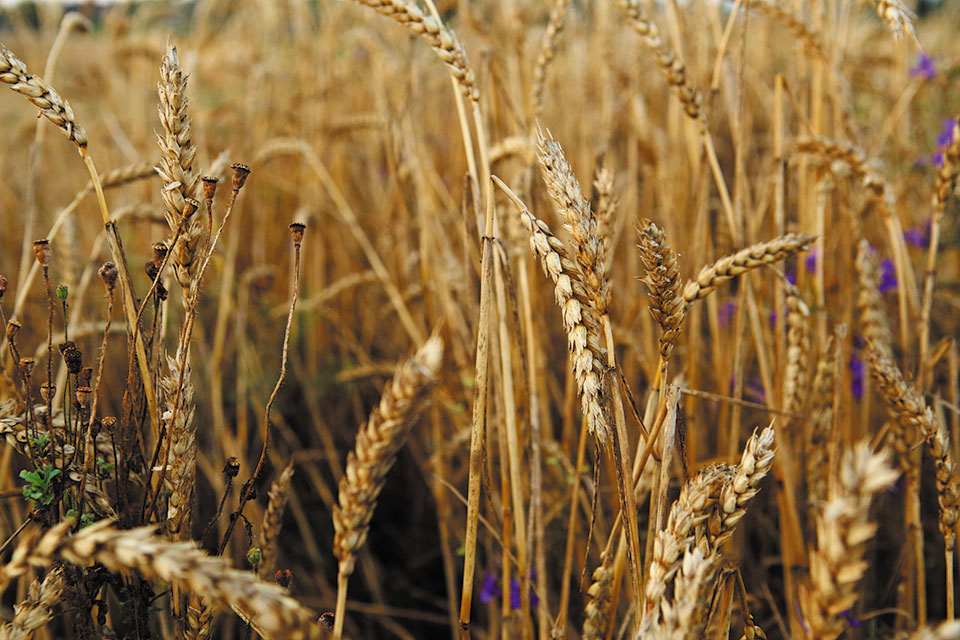 Сьогодні немає жодних підстав вважати, що урожай ранніх зернових-2019 буде нижчим за минулорічний, – Володимир Топчій