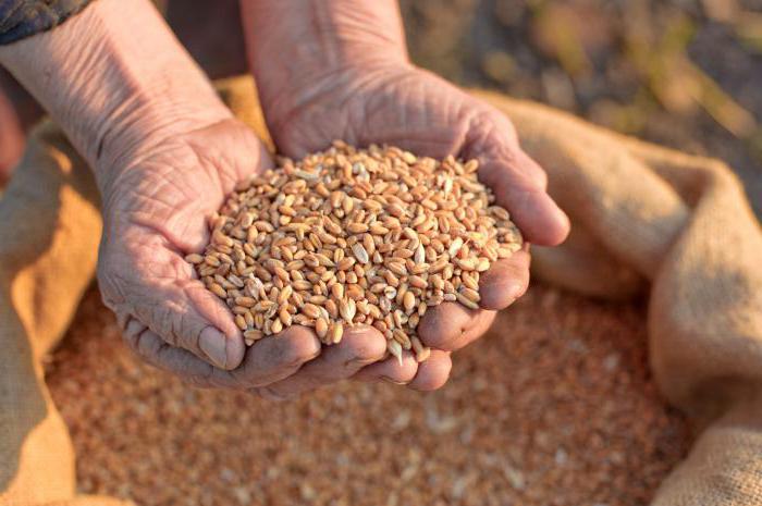 Рекомендації щодо використання зерна пшениці попередніх років урожаю в контексті введення нового стандарту на пшеницю